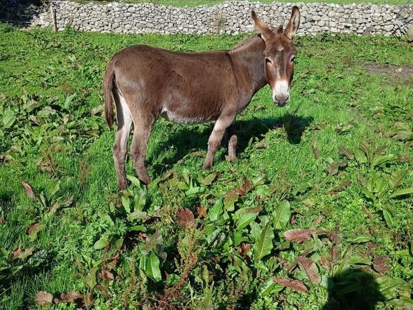 Mare Donkey - Main image