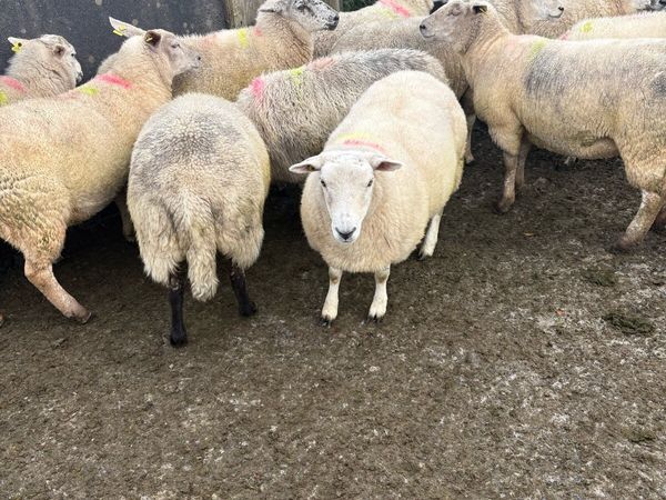 Hoggets - Main image