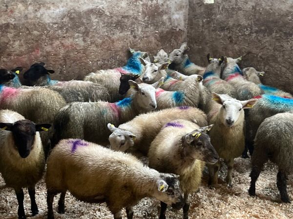 30 ewe lambs - Main image