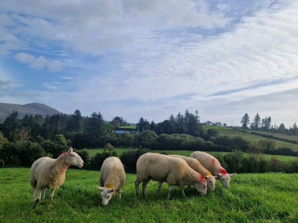 Wicklow cheviots hoggets - Main image
