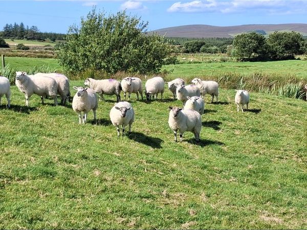 Ewe Lambs - Main image