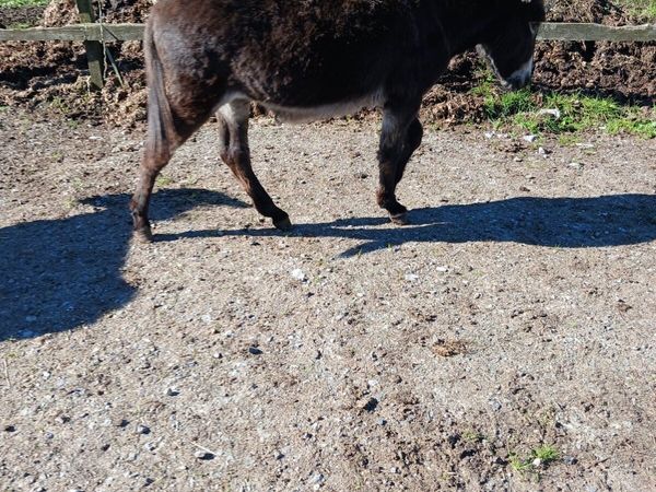 Mare donkey for sale - Main image