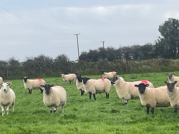Hogget Ewes for sale, ideal for breeding - Main image
