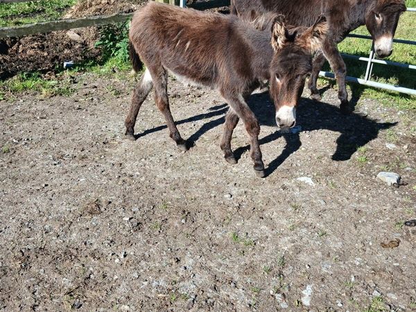 Young Filly for Sale - Main image