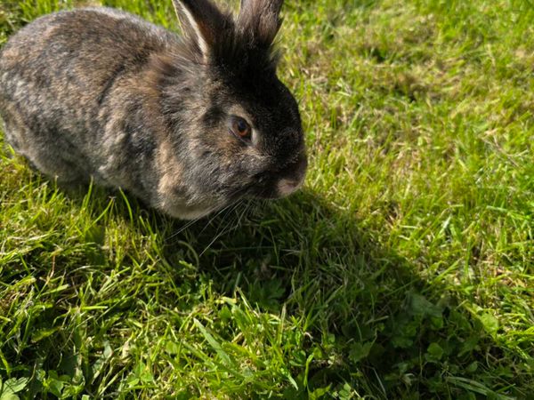 Stunning Fluffy Baby Rabbits & Beautiful Breeding - Main image