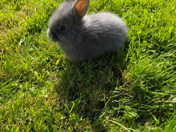 Stunning Fluffy Baby Rabbits & Beautiful Breeding - Main image