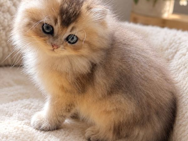 Golden British Longhair female kitten - Main image