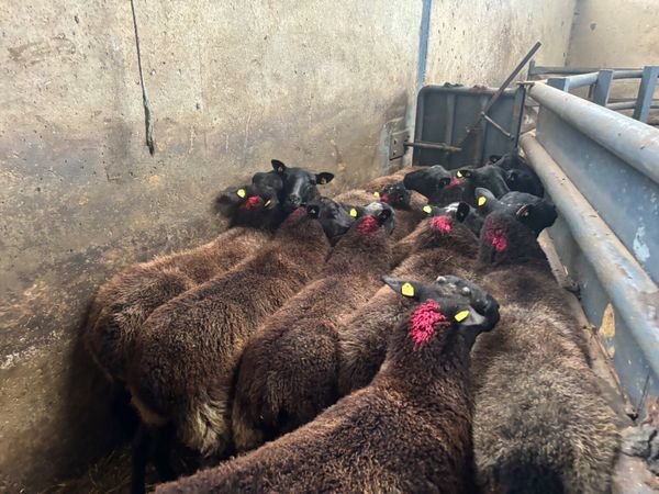 12 strong hoggets - Main image