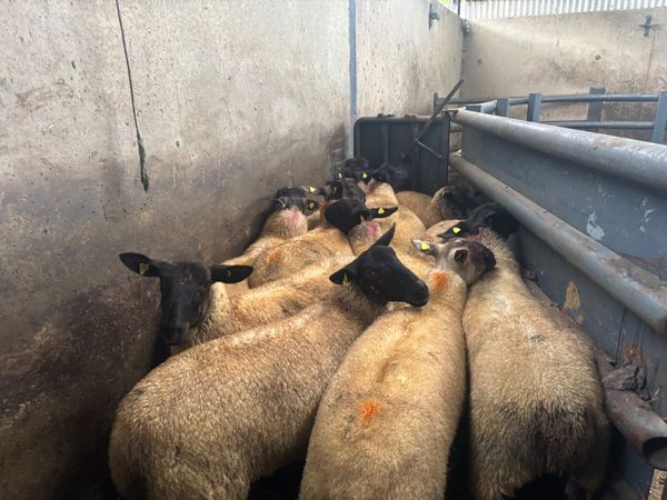 11 strong hoggets - Main image
