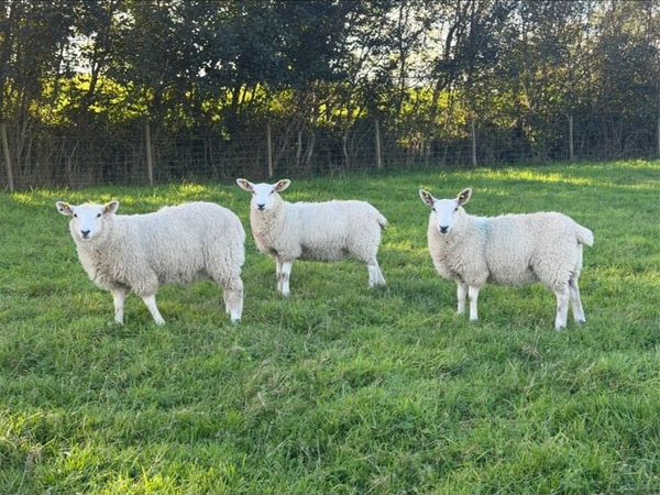 Ewe Lambs - Main image