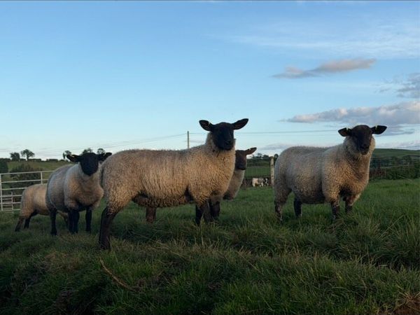 Ewe Lambs - Main image