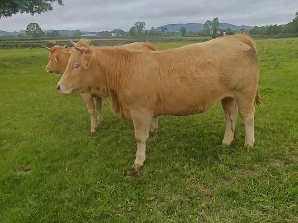organic heifers - Main image