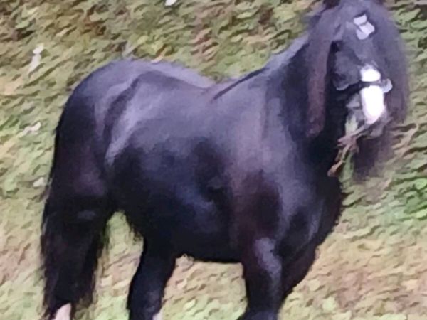 Horse - Main image