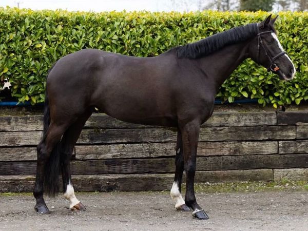 Beautiful Irish Sport Horse Mare - Main image