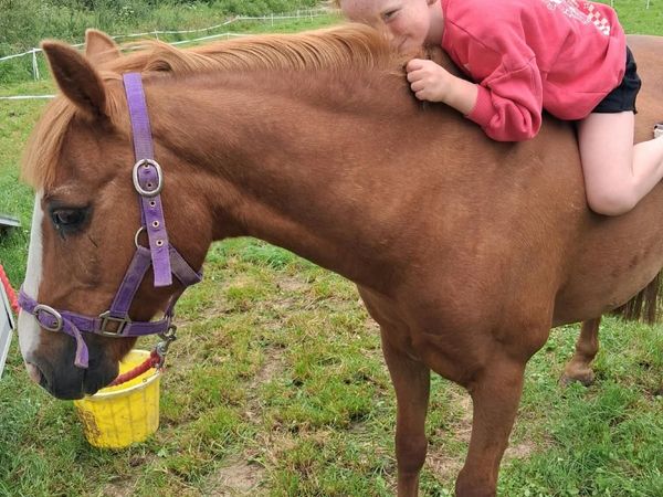 Starter/lead rein Pony - Main image