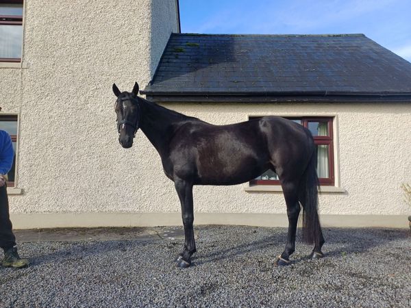 5yr old Mare 155cm - Main image