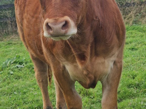 pbr limousin heifer - Main image