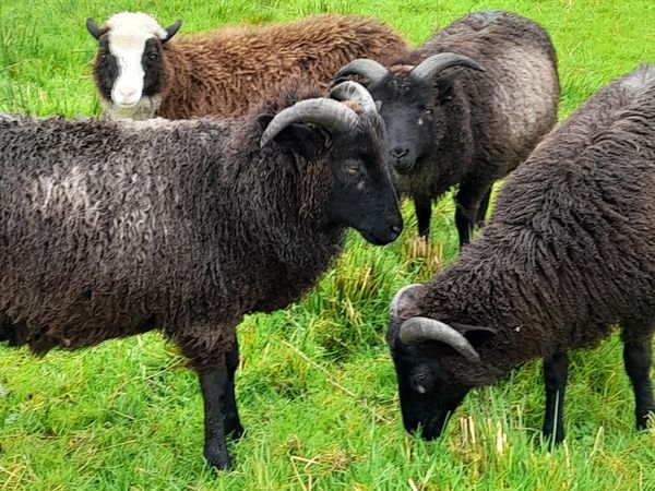 Shetland sheep - Main image
