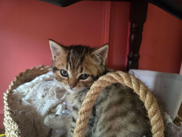 Kitten - Main image