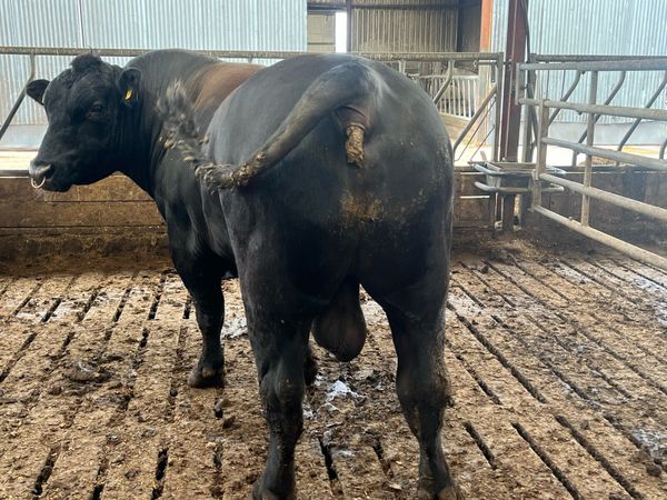 Pbr angus and Hereford bulls - Main image