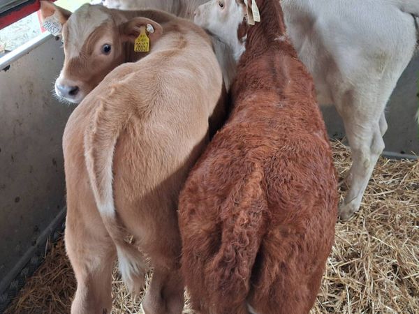 Continental,angus calves - Main image