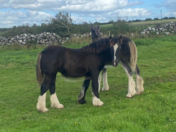 Two filly foals - Main image