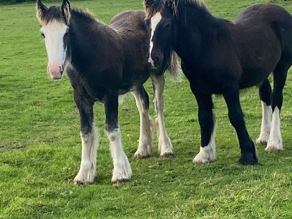 Two filly foals - Main image