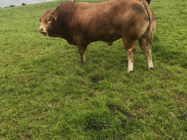 Pure Bread Limousin Bull - Main image