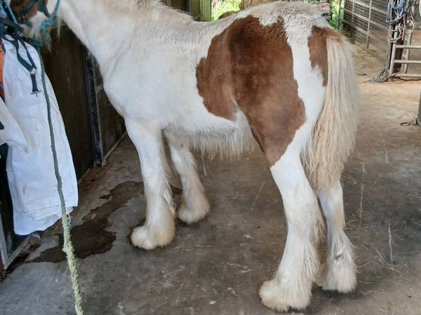 Horse - Main image