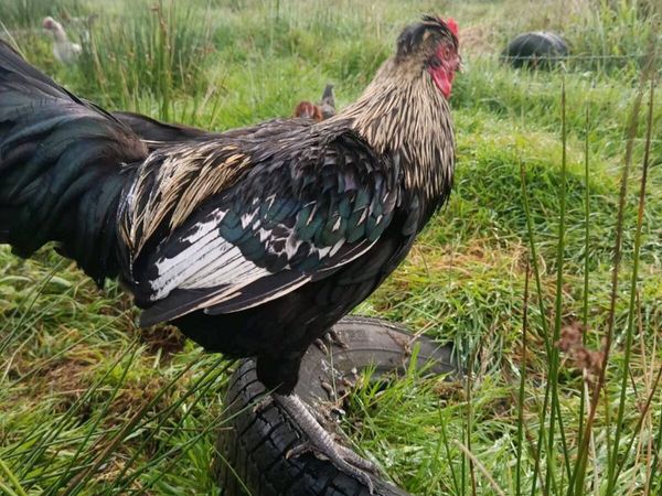Roosters for sale - Main image