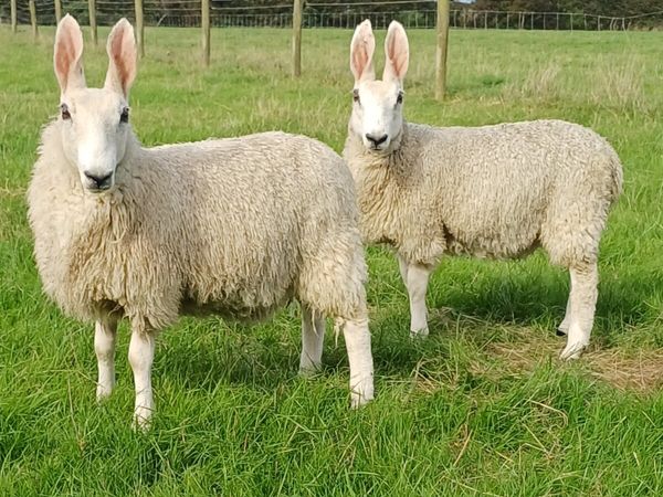 Sheep - Main image