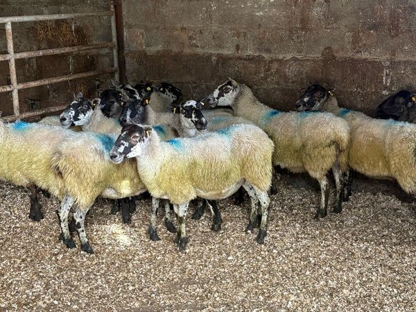 💥15 mule ewes 💥 - Main image