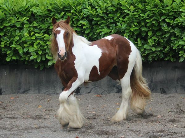 Full Pedigree IC Skewbald colt to make 15.2h - Main image