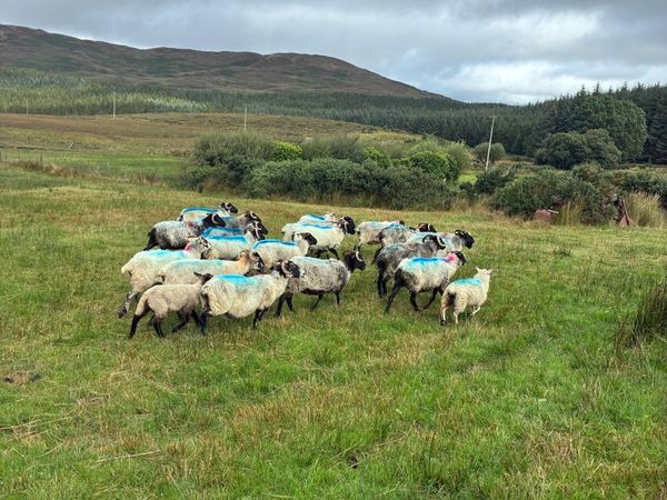 Ewes - Main image