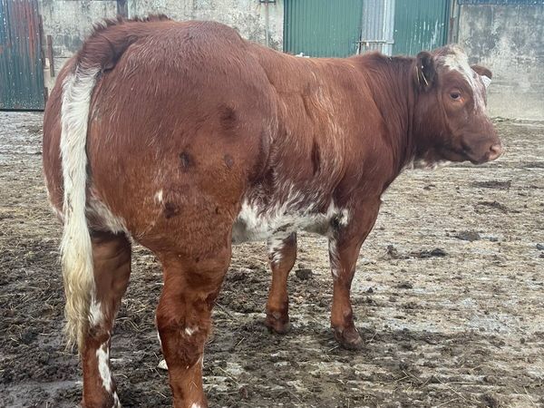 🌟Roan show heifer 🌟 - Main image