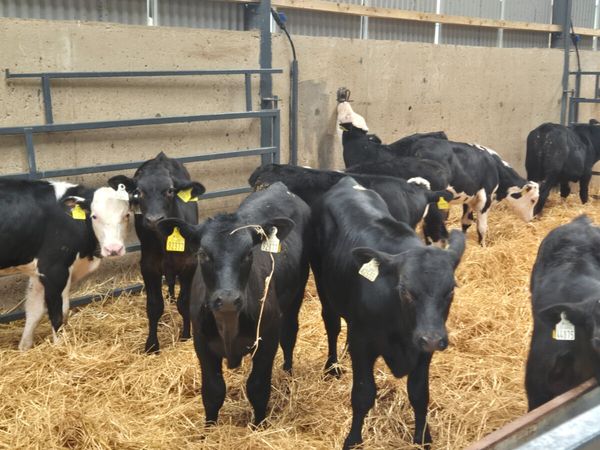 10 Starter Aberdeen Angus & Hereford bulls - Main image