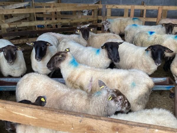 Ewes - Main image