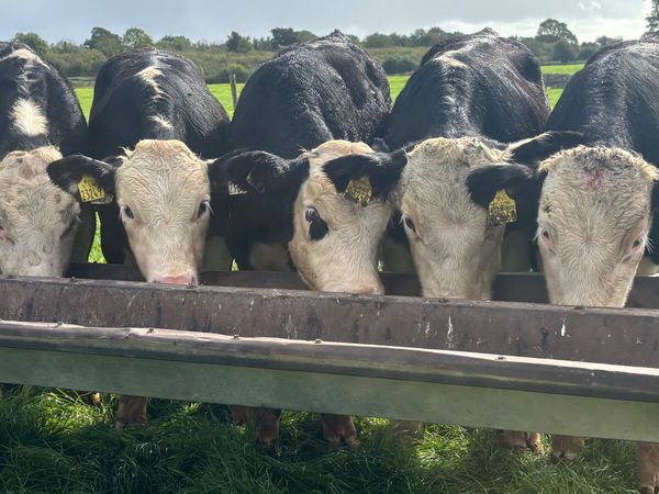 5 Quality Hereford Bulls Wealings - Main image