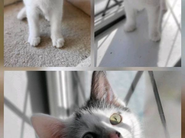 Beautiful Norwegian forest mix kittens(last kitten - Main image