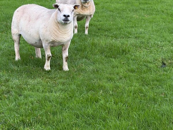 2 pbr Texel ewes - Main image