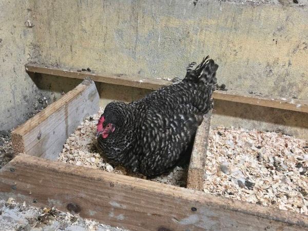Clocking hen french maran - Main image