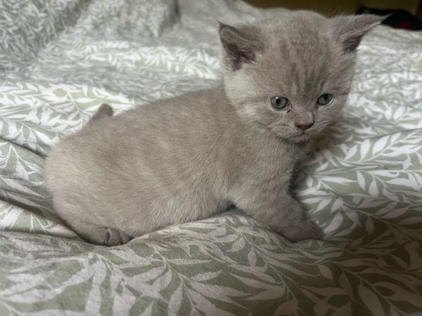 British shorthair kittens - Main image