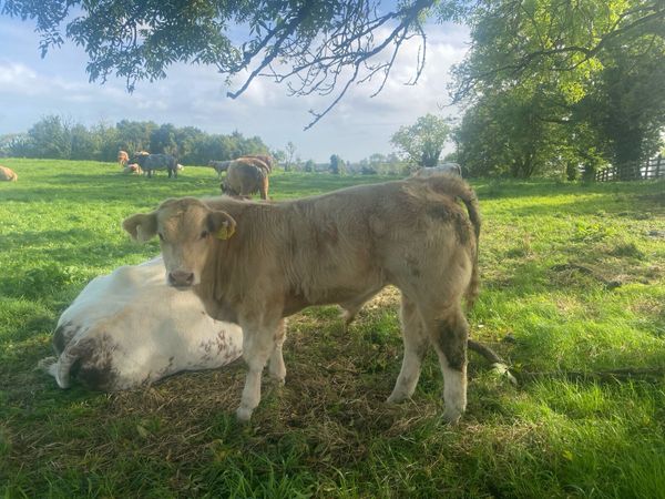 Organic weanlings Elphin Mart - Main image