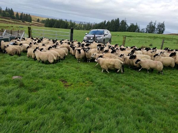 270 Suffolk X Ewe Lambs - Main image