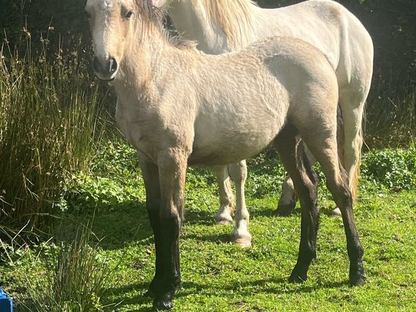 Connemara Filly Foals - Main image