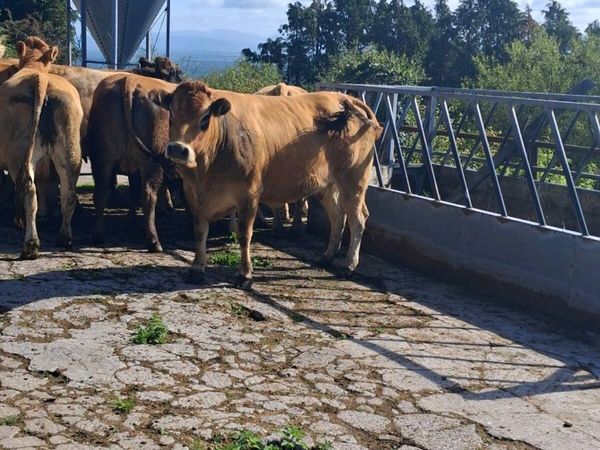 PBNR Limousins & Parthenise - Main image