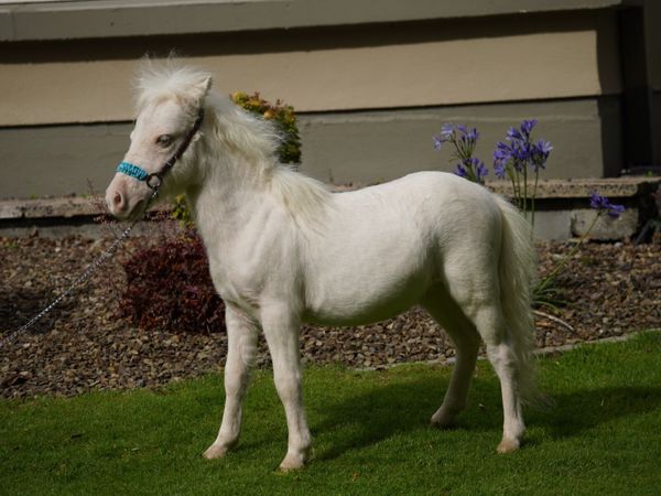 Miniature pony colts, will stay small - Main image