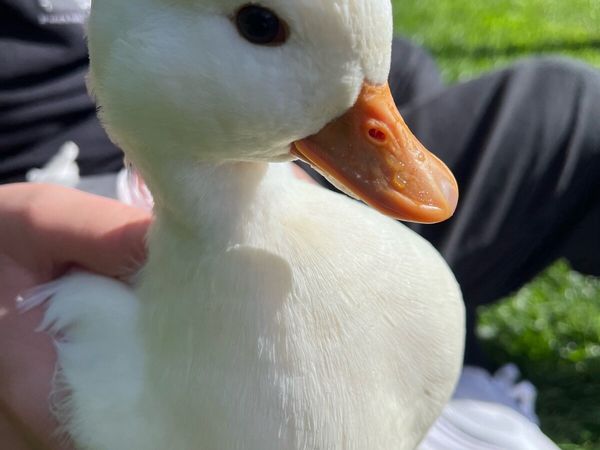 Pair white call ducks - Main image