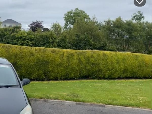 Power washing hedge cutting weed spraying - Main image