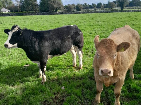 Rone heifers going to tuam mart on the 28th Sept - Main image